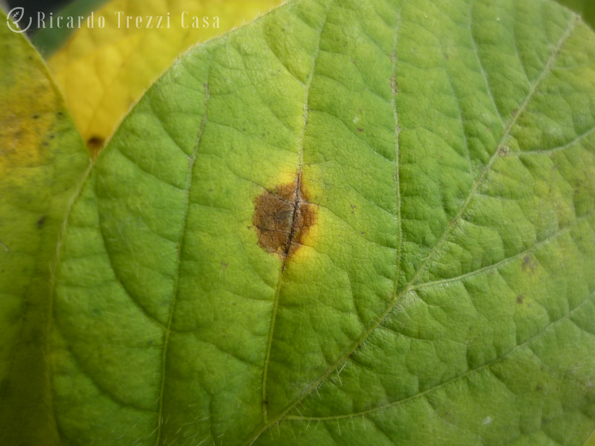 Mancha de alternaria